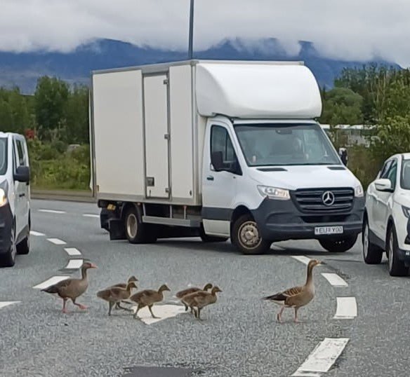 Foreldrar með unga sína rölta yfir umferðargötu