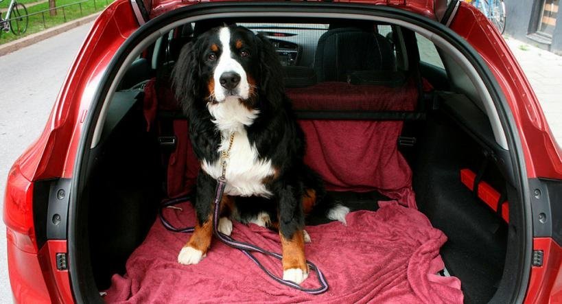 Hættulegt og refsivert að skilja dýr eftir í heitum bílum