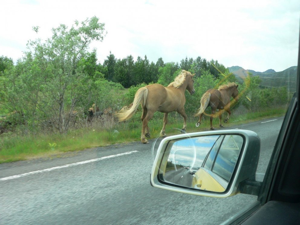 Lausagöngu ber að banna