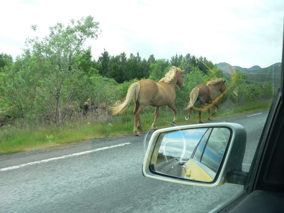 Stóð af lausum hrossum í rekstri er aðför að umferðaröryggi